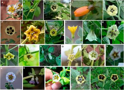 Taxonomic revision of Physalis in Mexico